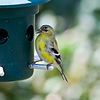 Goldfinch