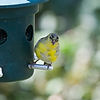 Goldfinch
