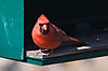 Cardinal