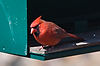Cardinal