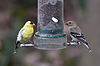 Goldfinches