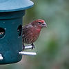 Purple Finch