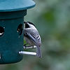 Black-Capped Chickadee