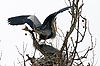 Great Blue Herons