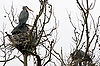 Great Blue Herons