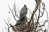 Great Blue Herons
