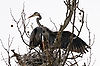 Great Blue Herons