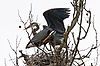 Great Blue Herons