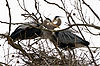 Great Blue Herons