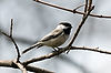 Black-Capped Chickadee