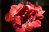 Amaryllis
