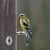 Goldfinch