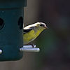 Goldfinch
