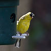 Goldfinch