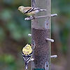 Goldfinches