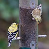 Goldfinches