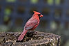 Cardinal
