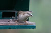 Female House Sparrow
