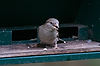 Female House Sparrow