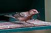 House Finch