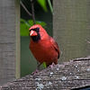 Cardinal