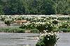 Kayakers in Spider Lilies at Landsford Canal State Park