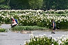 Hikers in Spider Lilies at Landsford Canal State Park