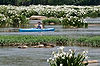 Kayaker in Spider Lilies at Landsford Canal State Park