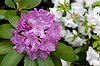 Rhododendron