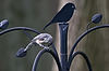 Tufted Titmouse