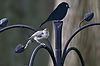 Tufted Titmouse