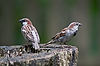 English Sparrows