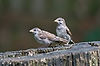 English Sparrows