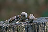 English Sparrows