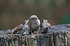English Sparrows