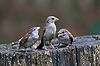 English Sparrows
