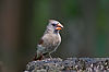 Female Cardinal
