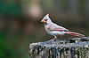 Female Cardinal