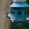 Downy Woodpecker 