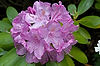 Rhododendron