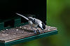 Black-Capped Chickadee