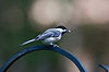 Black-Capped Chickadee