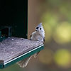 Tufted Titmouse