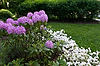 Rhododendrons