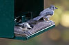 Black-Capped Chickadee & Tufted Titmouse