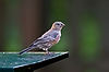 Purple Finch
