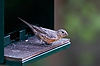 Purple Finch