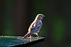 Purple Finch