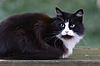 Neighbors' Cat