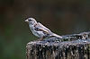 English Sparrow